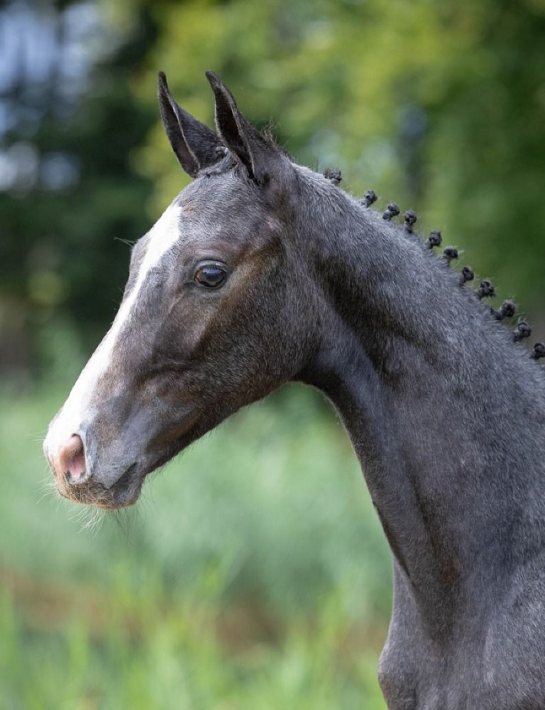 BWP springpaard Hengst Schimmel te koop - Foto 3