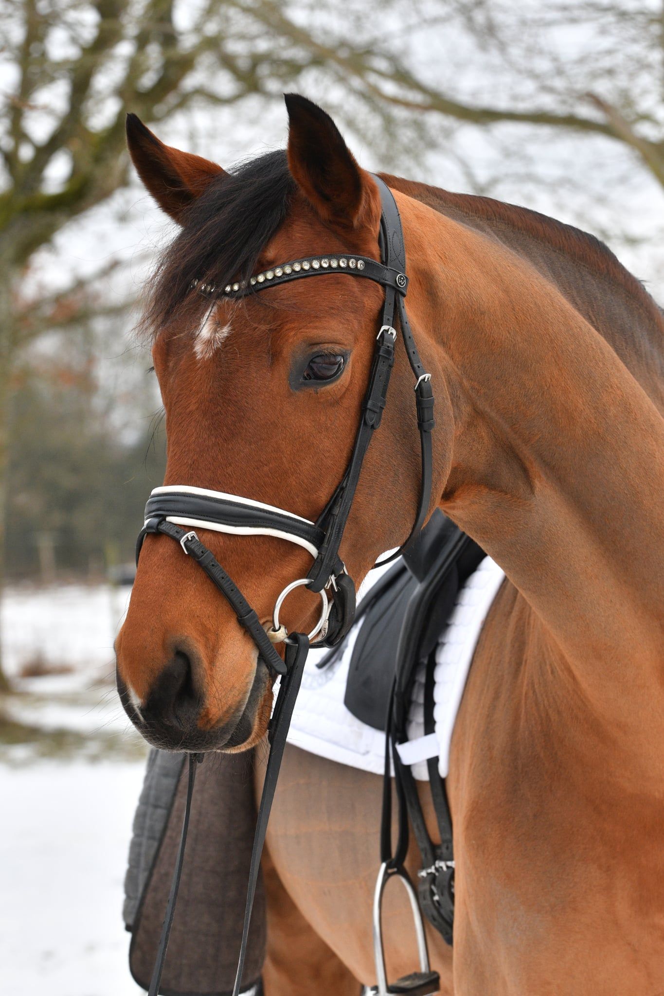 Danish Warmblood dressage mare 7 years år Black till salu - Foto 4