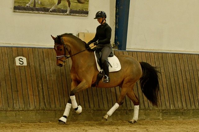 Danish Warmblood dressage mare 7 years år Black till salu - Foto 3