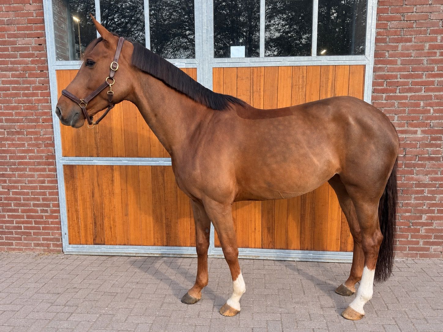 springpaard merrie 7 år till salu - Foto 2