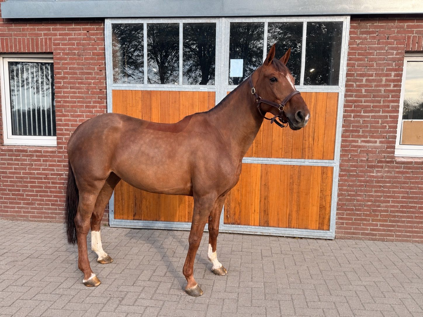 springpaard merrie 7 år till salu - Foto 3