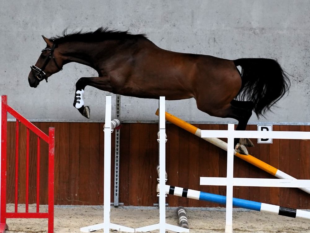 KWPN springpaard Merrie 7 jaar Bruin te koop - Foto 4