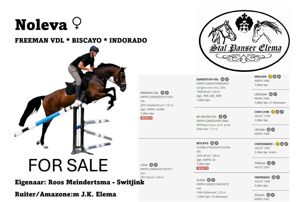KWPN springpaard Merrie 7 jaar Bruin te koop - Foto 2