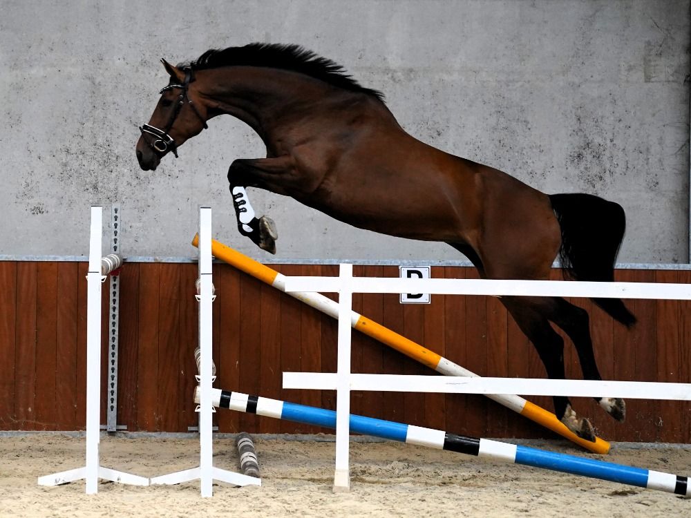 KWPN springpaard Merrie 7 jaar Bruin te koop - Foto 3