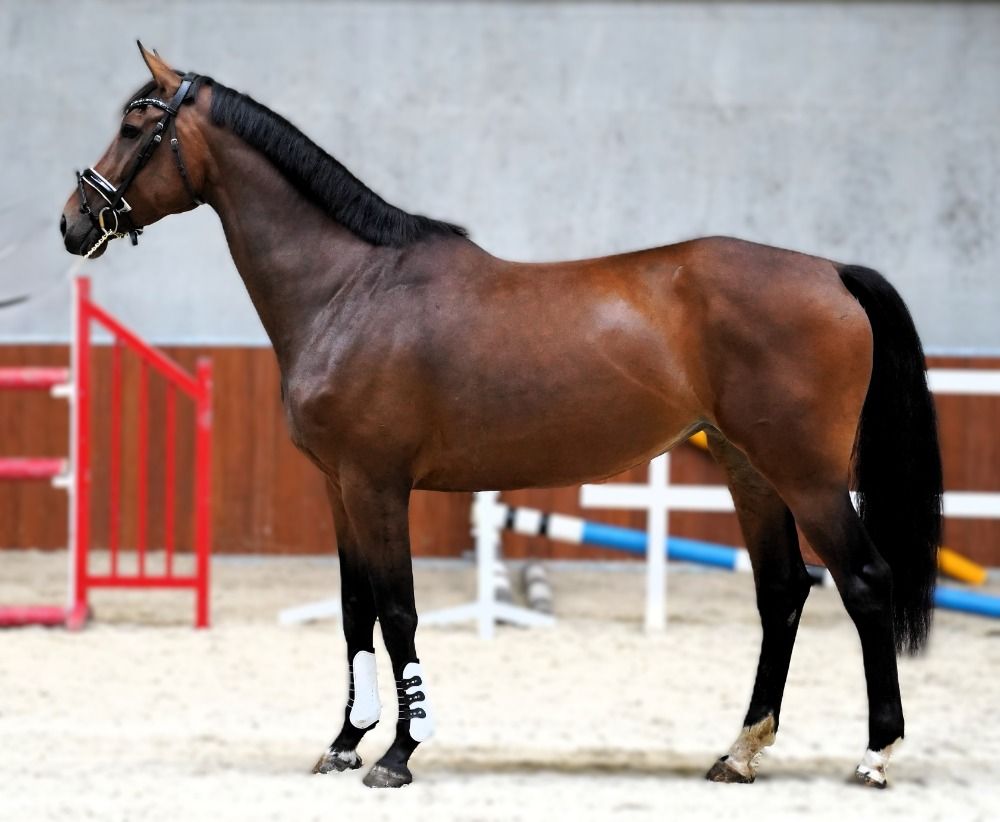 KWPN springpaard Merrie 7 jaar Bruin te koop - Foto 5
