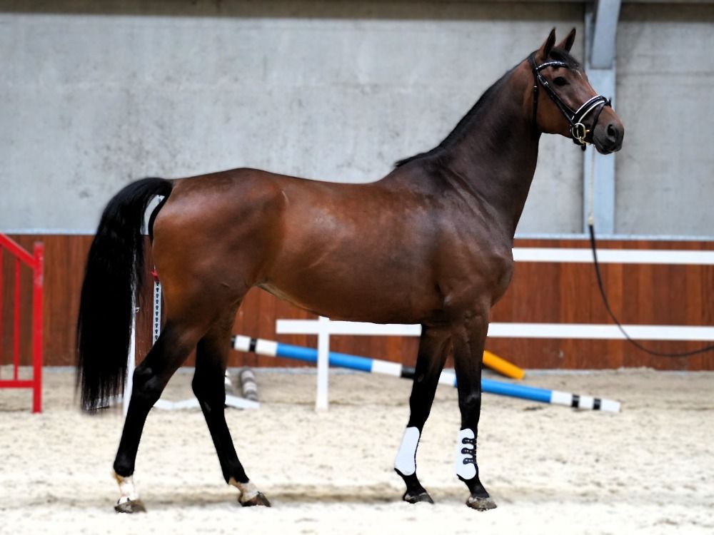 KWPN springpaard Merrie 7 jaar Bruin te koop - Foto 6