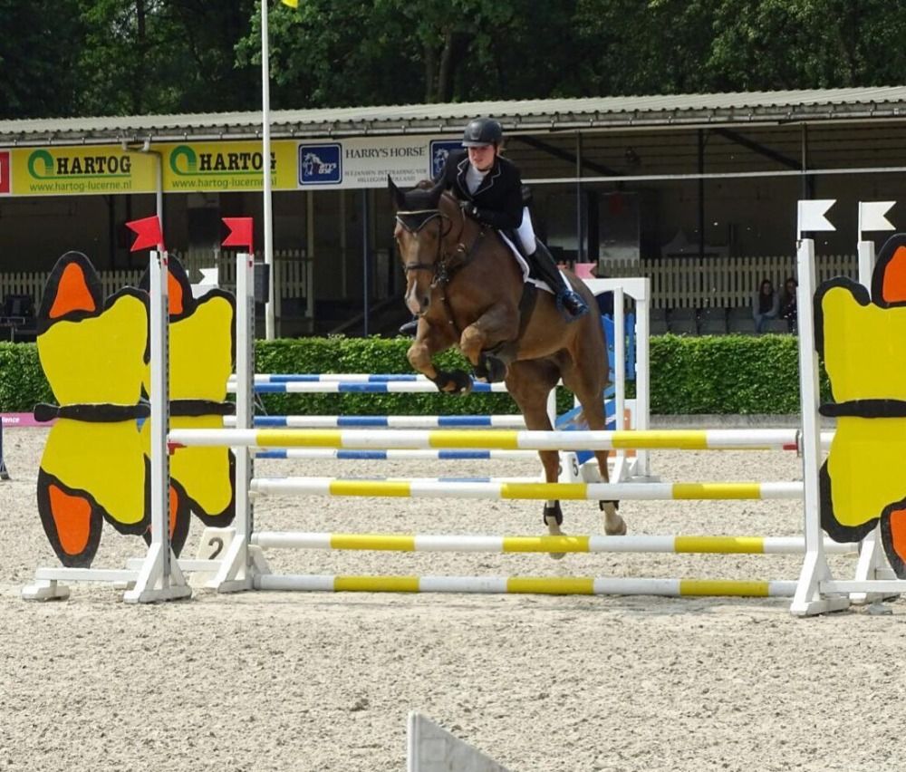 KWPN springpaard Ruin 14 years old Vos for sale - Main photo