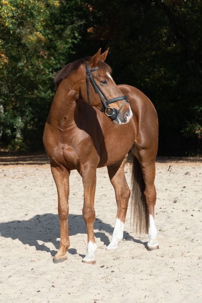 KWPN springpaard Ruin 14 years old Vos for sale - Photo 2