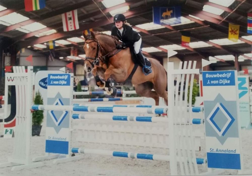 KWPN springpaard Ruin 14 years old Vos for sale - Photo 3