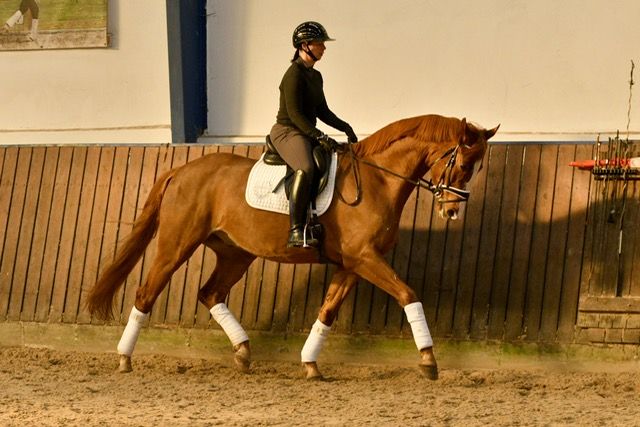 Danish Warmblood dressage gelding 5 years år Black till salu - Foto 3