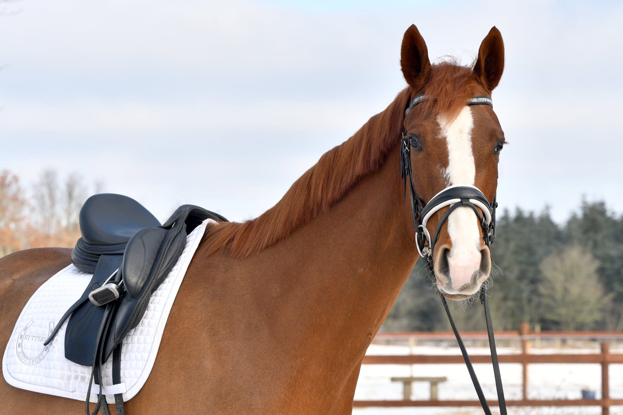 Danish Warmblood dressage gelding 5 years år Black till salu - Foto 4