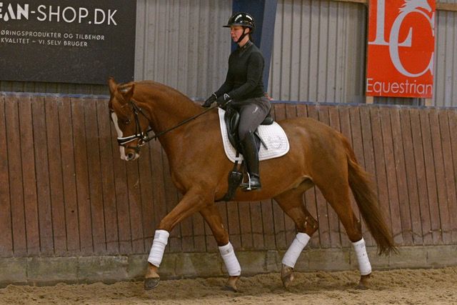 Danish Warmblood dressage gelding 5 years år Black till salu - Foto 2