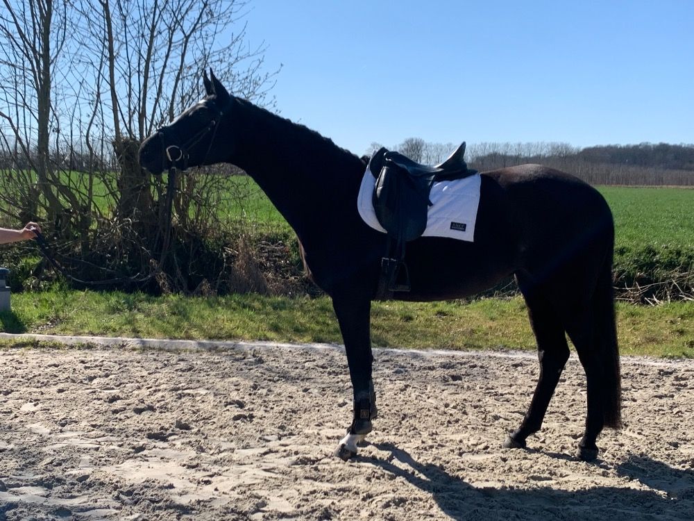 Super knappe bijna 4 jarige dressuurmerrie!