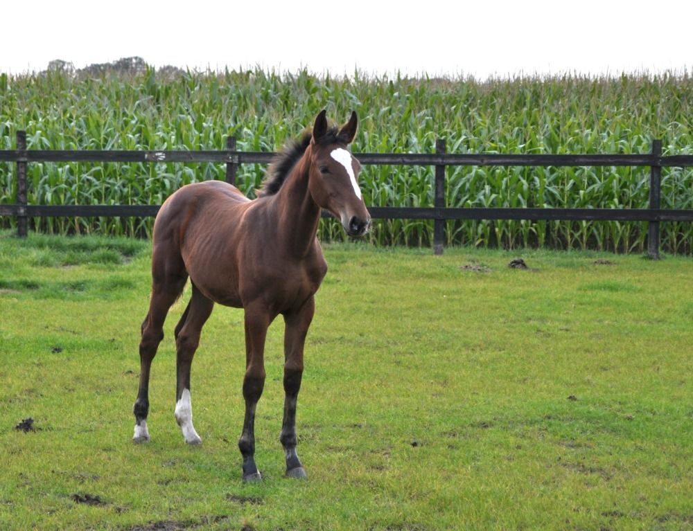 KWPN springpaard Merrie Bruin te koop - Foto 2