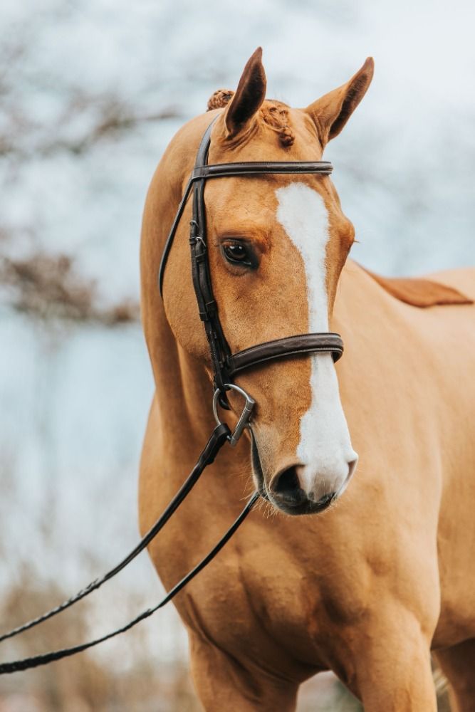 Westfalen springpaard Ruin 5 jaar Vos te koop - Foto 2