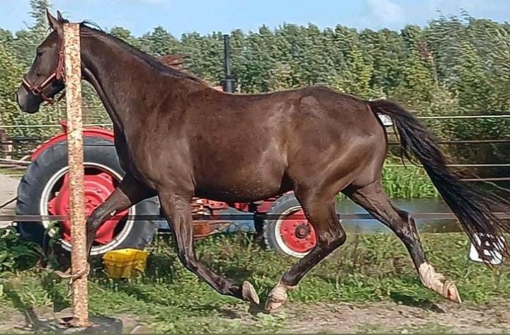 NRPS allrounder Ruin 4 years old Zwart for sale - Photo 6