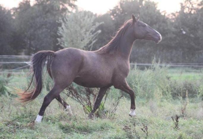 NRPS allrounder Ruin 4 years old Zwart for sale - Photo 4