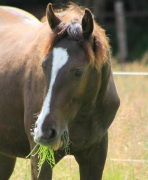 NRPS allrounder Ruin 4 years old Zwart for sale - Photo 3