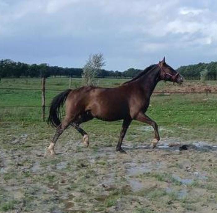 4-year-old black gelding, exceptionally sweet horse