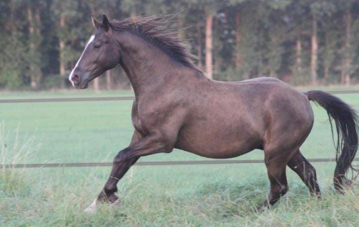 NRPS allrounder Ruin 4 years old Zwart for sale - Photo 2