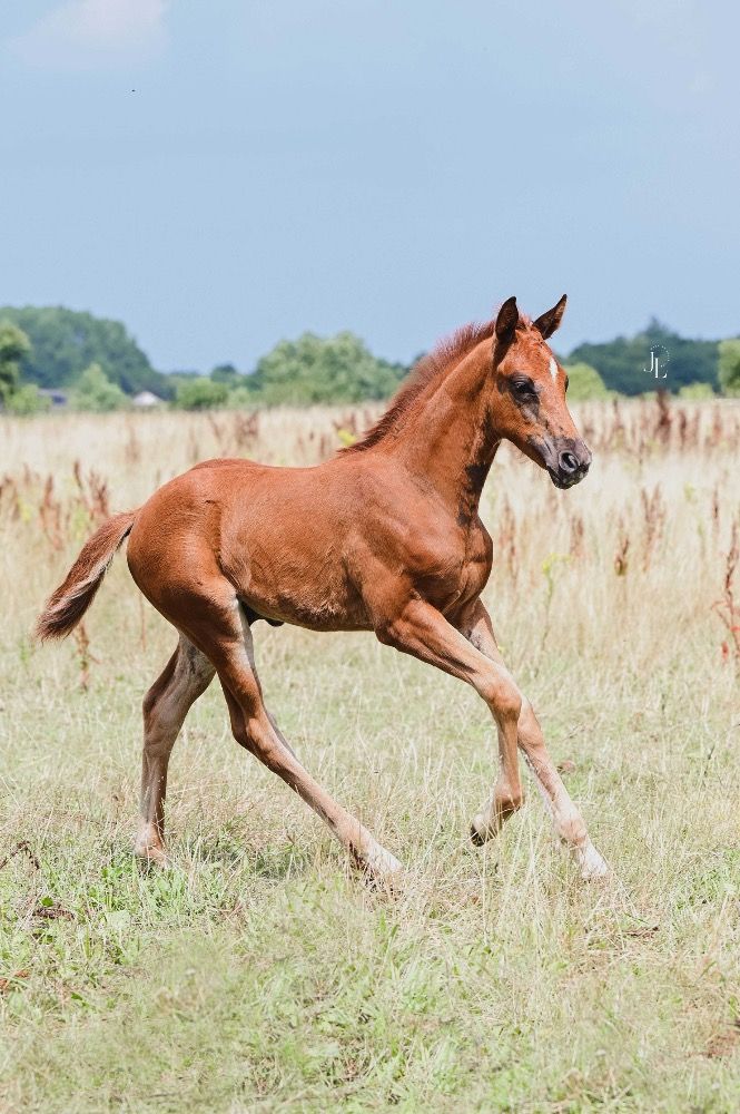 KWPN dressuurpaard Hengst Vos te koop - Foto 5