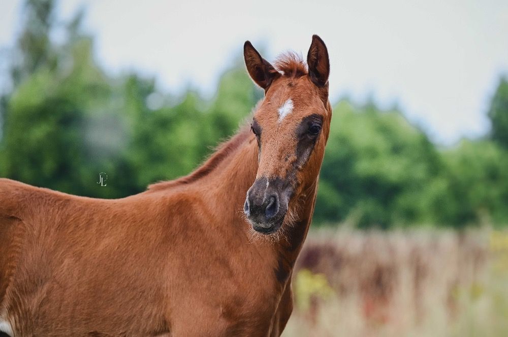 KWPN dressuurpaard Hengst Vos te koop - Foto 2