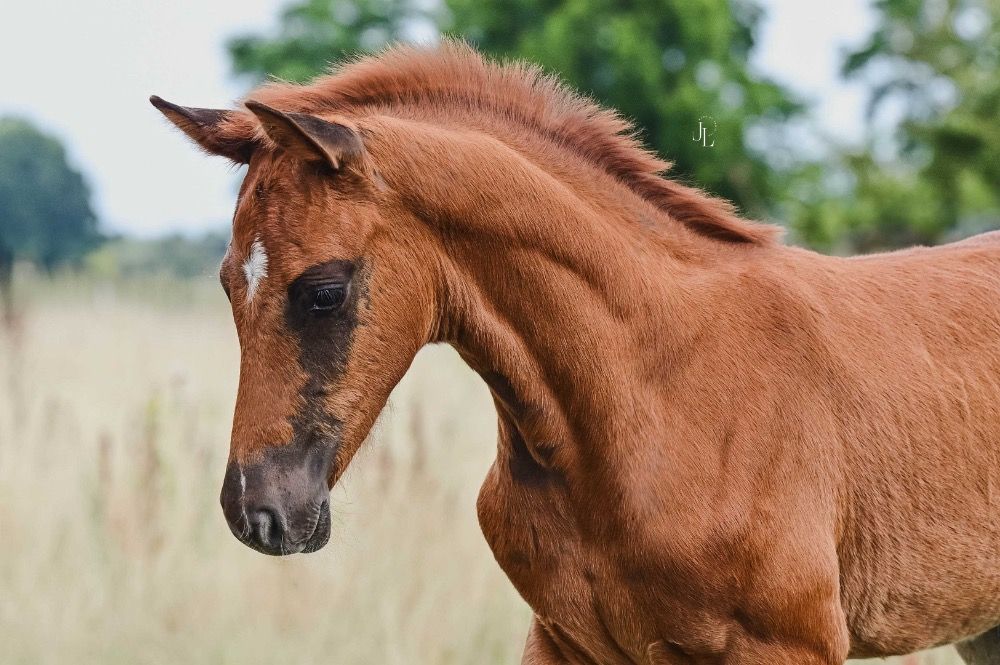 KWPN dressuurpaard Hengst Vos te koop - Hoofdfoto
