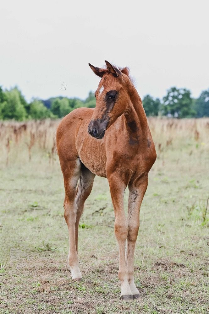 KWPN dressuurpaard Hengst Vos te koop - Foto 4