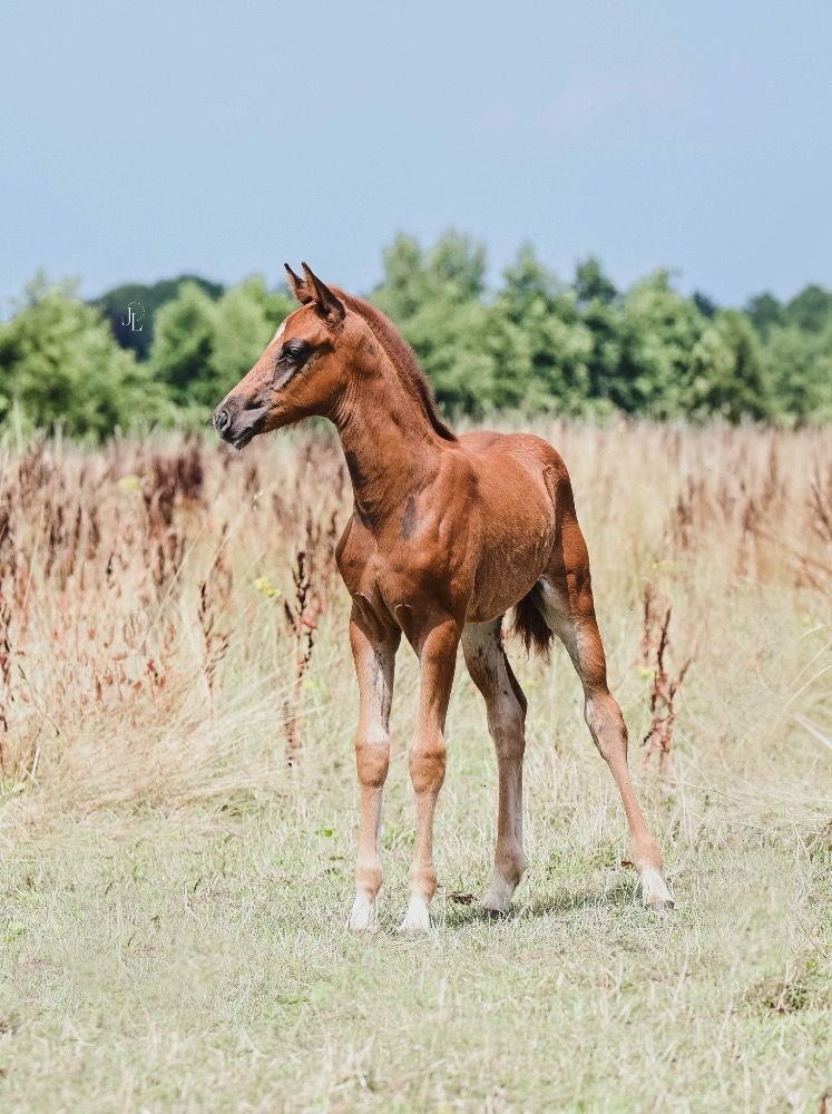 KWPN dressuurpaard Hengst Vos te koop - Foto 6