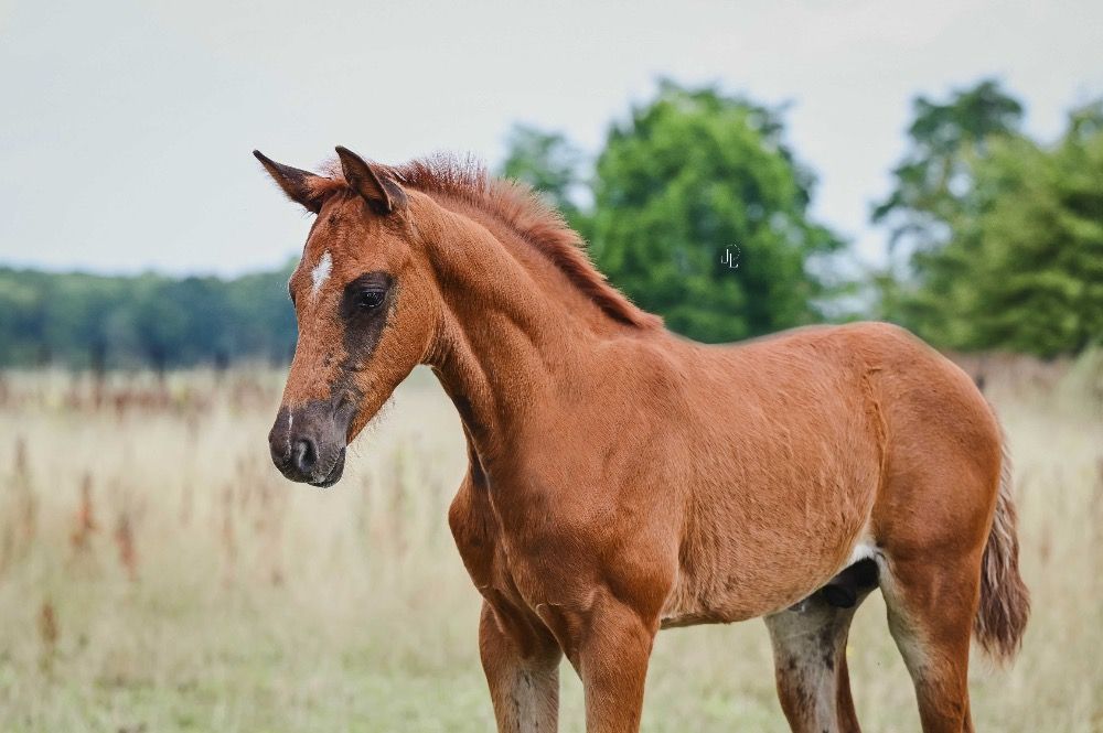 KWPN dressuurpaard Hengst Vos te koop - Foto 3