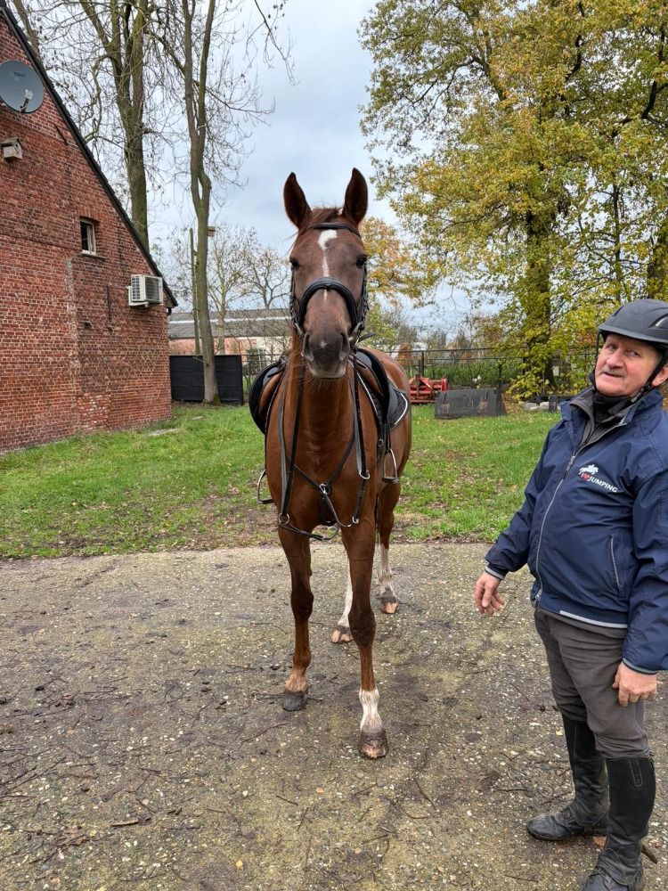 springpaard Merrie 4 years old Vos for sale - Photo 3