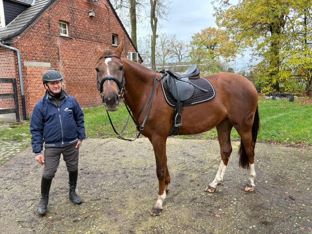 springpaard Merrie 4 years old Vos for sale - Photo 2