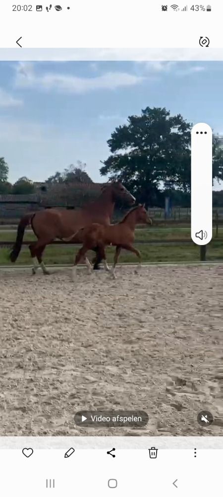 KWPN dressuurpaard Hengst Vos te koop - Hoofdfoto