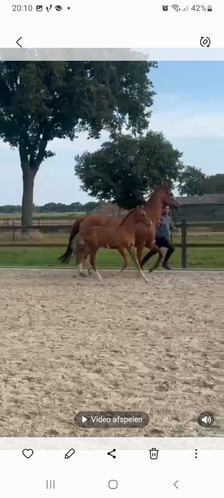 KWPN dressuurpaard Hengst Vos te koop - Foto 2