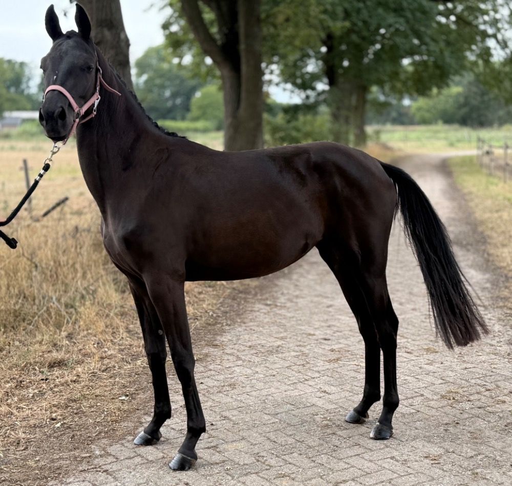 KWPN dressuurpaard Merrie 2 jaar Zwart te koop - Foto 4