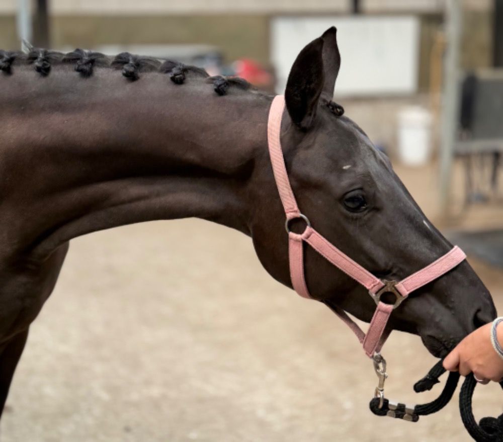 KWPN dressuurpaard Merrie 2 jaar Zwart te koop - Foto 2