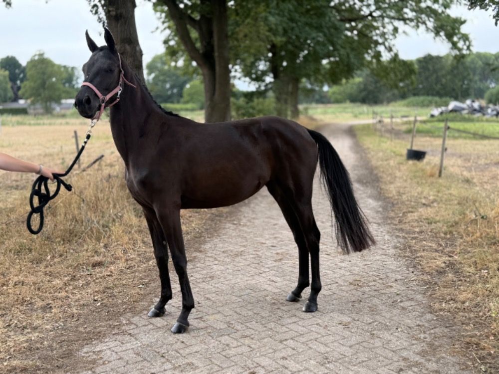 KWPN dressuurpaard Merrie 2 jaar Zwart te koop - Foto 5