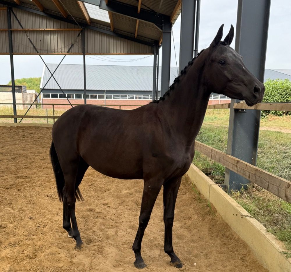 KWPN dressuurpaard Merrie 2 jaar Zwart te koop - Foto 3