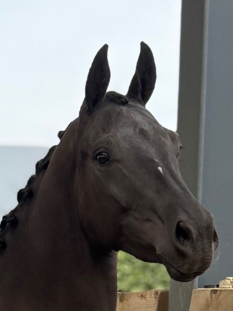 KWPN dressuurpaard Merrie 2 jaar Zwart te koop - Hoofdfoto