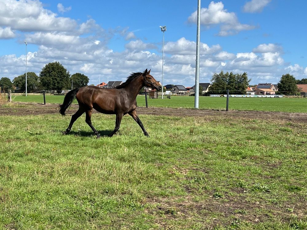 BWP dressuurpaard Merrie 2 jaar Donkerbruin te koop - Foto 2