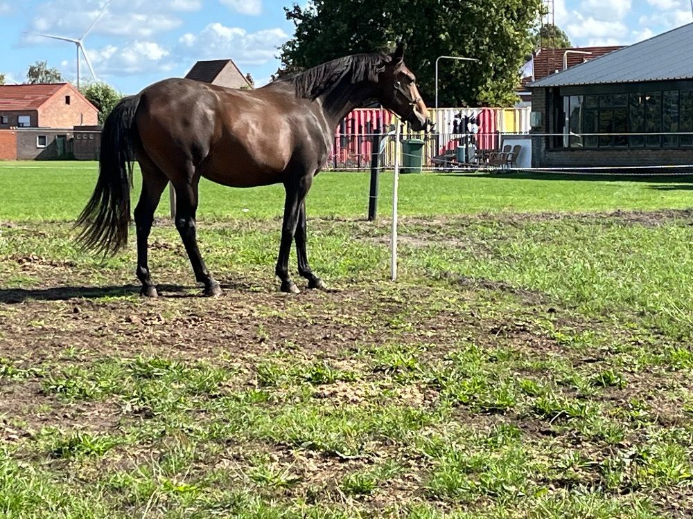 BWP dressuurpaard Merrie 2 jaar Donkerbruin te koop - Foto 3