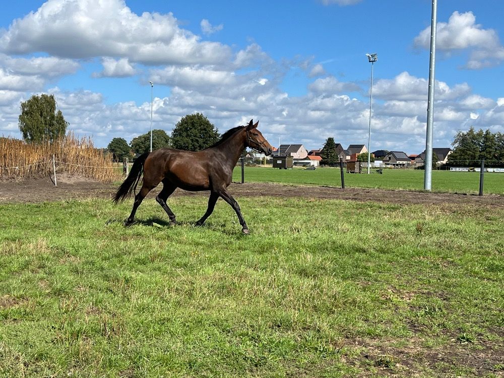 BWP dressuurpaard Merrie 2 jaar Donkerbruin te koop - Foto 4