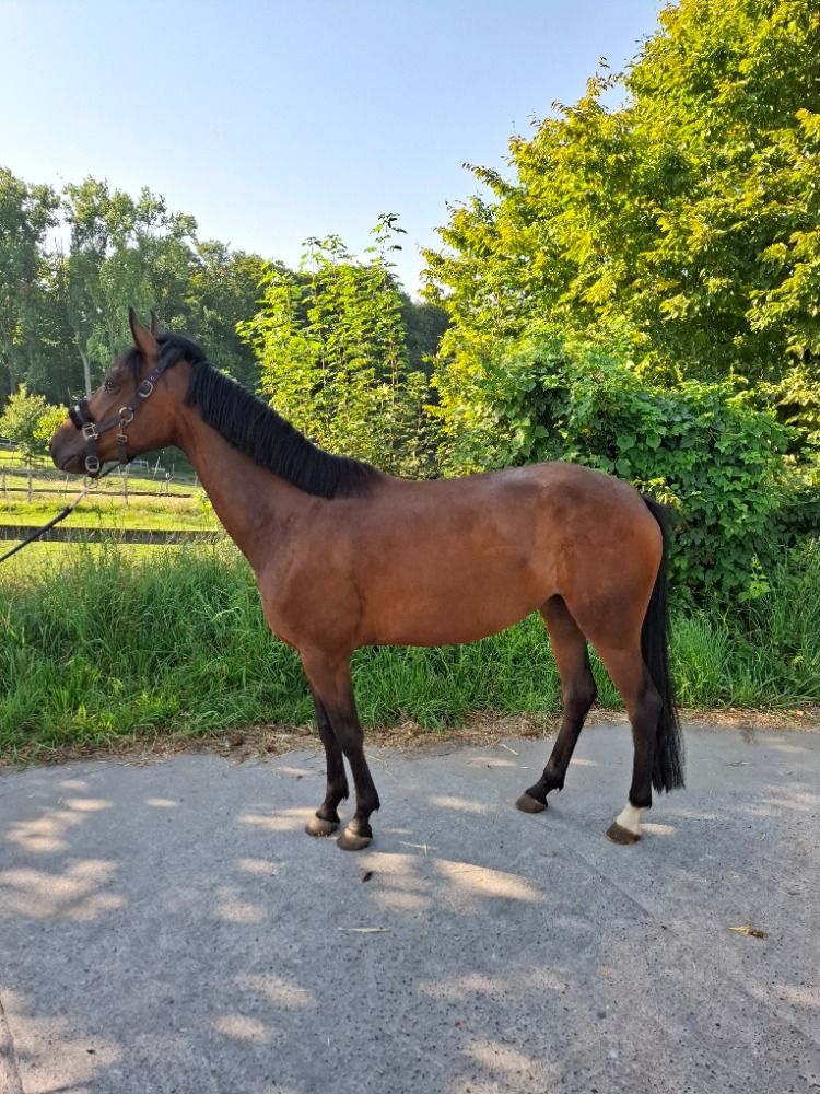 Welsh Cob recreatie pony Merrie 4 jaar Bruin te koop - Foto 3