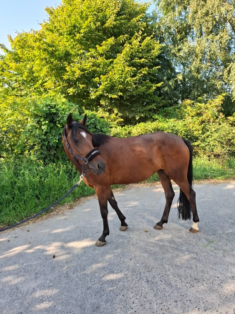 D-pony