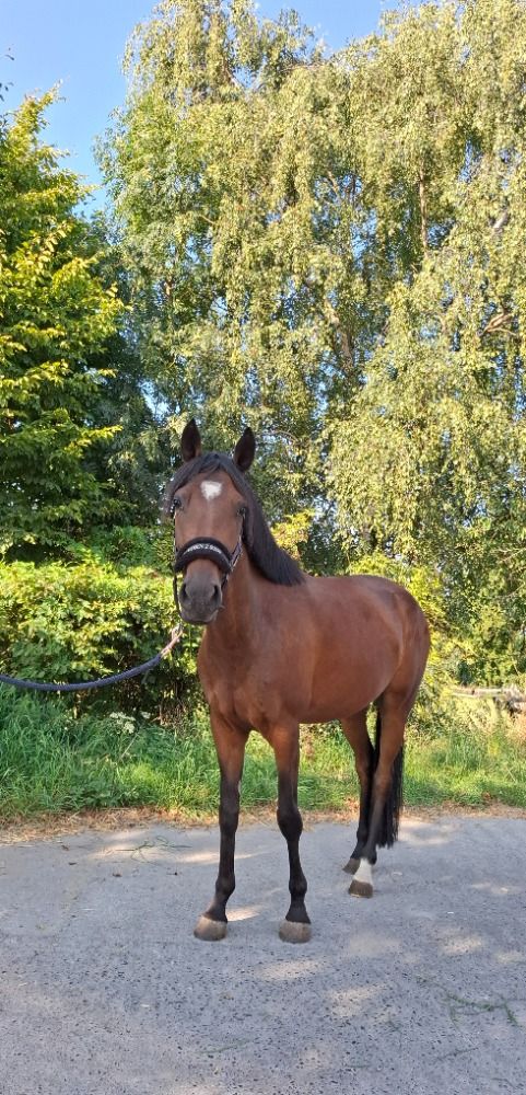 Welsh Cob recreatie pony Merrie 4 jaar Bruin te koop - Foto 2