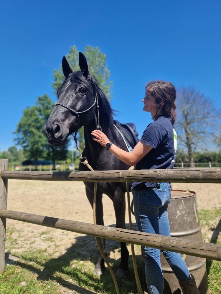 BWP dressuurpaard Ruin 11 jaar Zwart te koop - Foto 2