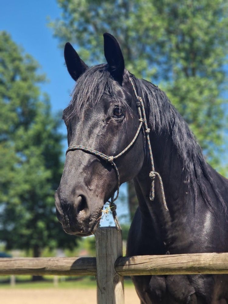 BWP dressuurpaard Ruin 11 jaar Zwart te koop - Hoofdfoto