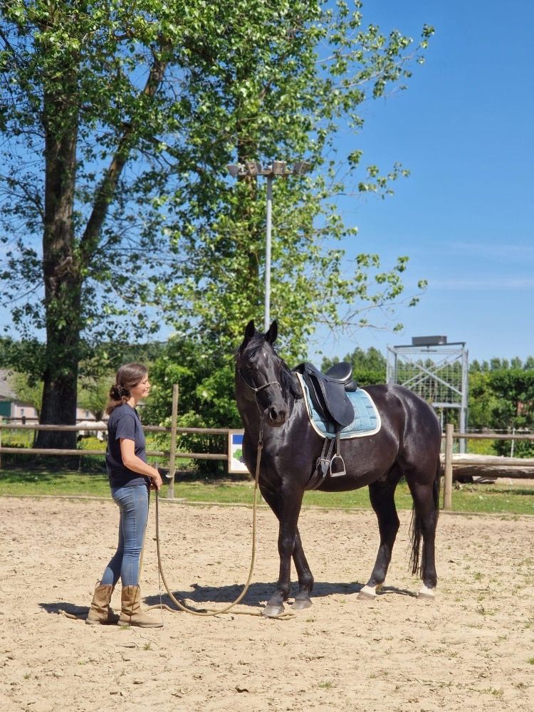 BWP dressuurpaard Ruin 11 jaar Zwart te koop - Foto 3