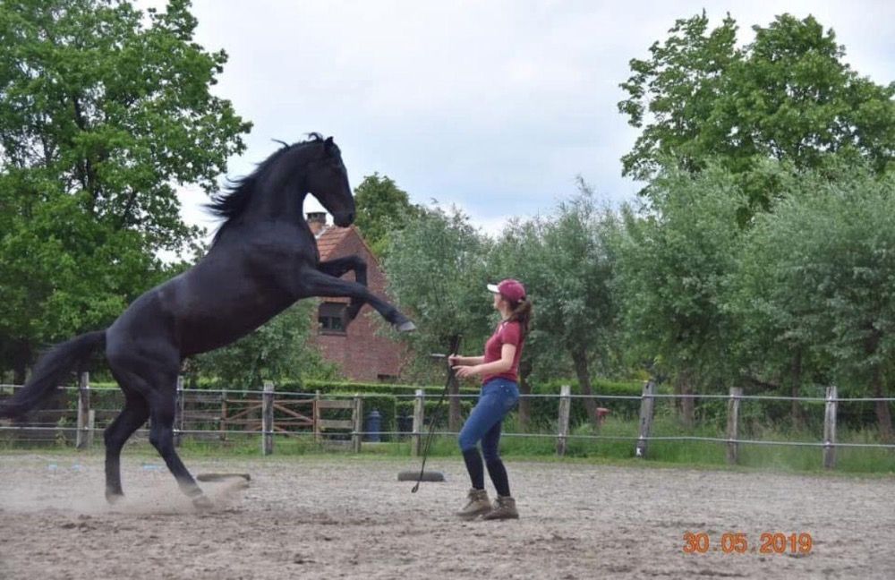 BWP dressuurpaard Ruin 11 jaar Zwart te koop - Foto 4