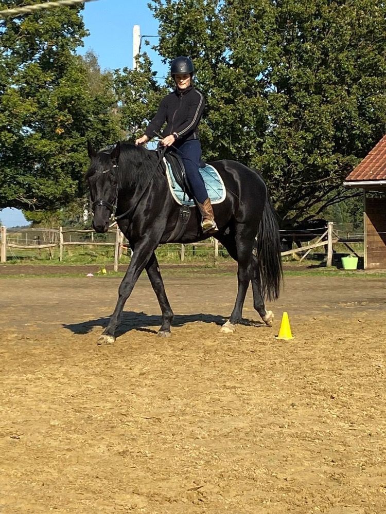 BWP dressuurpaard Ruin 11 jaar Zwart te koop - Foto 6
